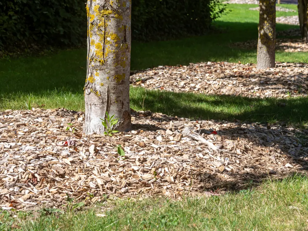 Arbres plantés dans un espace vert par notre entreprise paysagiste Arbres plantés dans un espace vert par notre entreprise paysagiste
