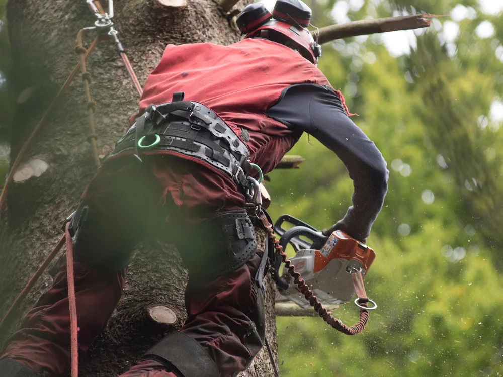 Débitage d'un arbre en toute sécurité par Tardivel Paysage