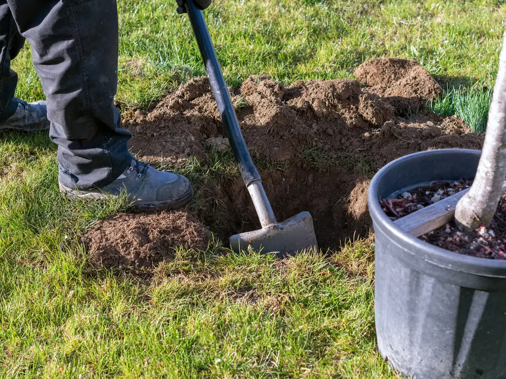 Plantation d'un arbre par notre entreprise de paysagisme