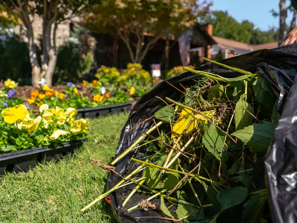 Service à la personne de nettoyage des déchets verts de jardinage