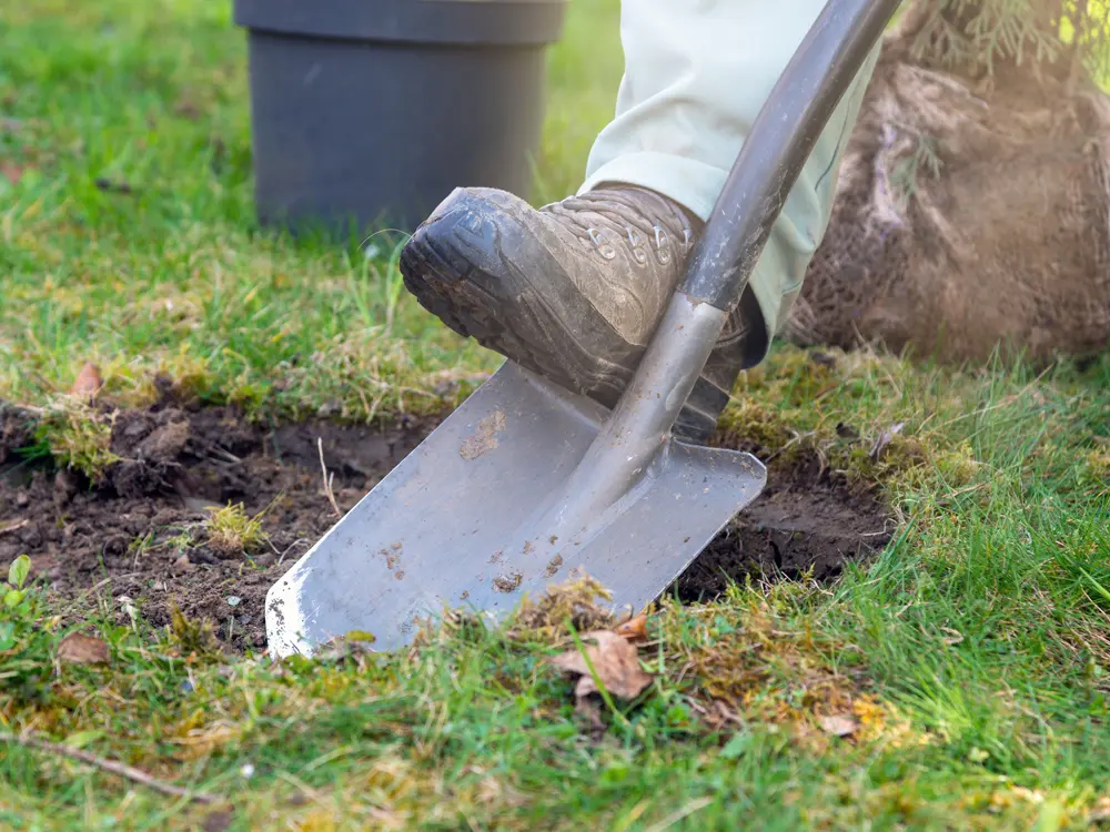 Service de plantation d'arbres par des paysagistes professionnels