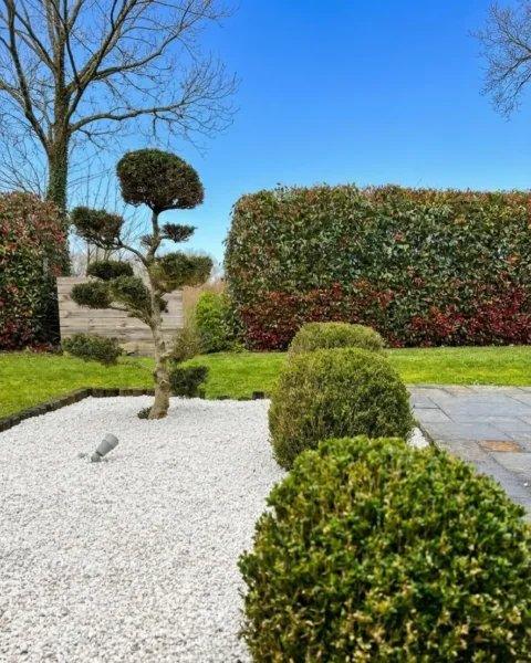 Gros plan sur un conifère taillé en nuage (Niwaki) parfaitement restructuré par nos paysagistes à Pontivy.