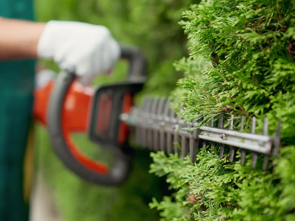 Taille d'une haie à l'aide d'un matériel de coupe professionnel