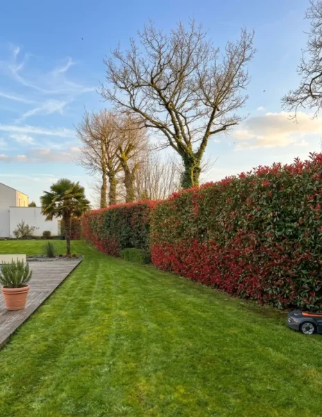 Haie périphérique du jardin taillée de manière parfaitement rectiligne pour une délimitation de propriété nette.