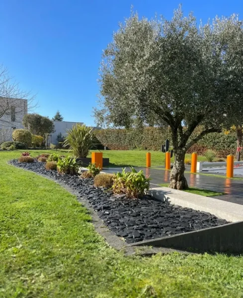 Massif paysager structuré comprenant un Olivier (Olea europaea), des Phormiums et des Yuccas après entretien de printemps.